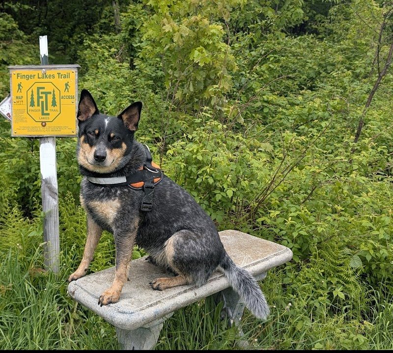 Rook, the Happily Running dog